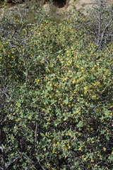 Lonicera microphylla