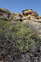 Lonicera microphylla