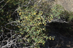 Lonicera microphylla