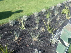 Helictotrichon sempervirens