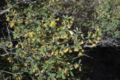 Lonicera microphylla