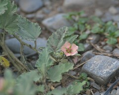 Sphaeralcea bonariensis
