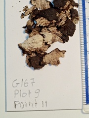 Annulohypoxylon atroroseum