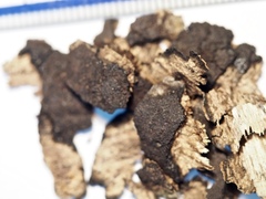 Annulohypoxylon atroroseum