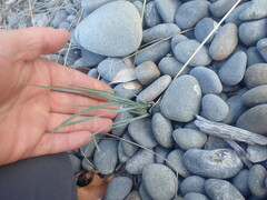 Helictotrichon sempervirens