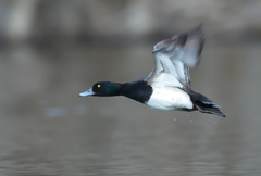Aythya affinis