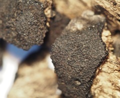 Annulohypoxylon atroroseum