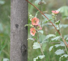 Sphaeralcea bonariensis