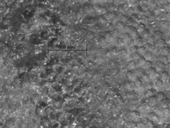 Annulohypoxylon atroroseum