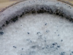 Annulohypoxylon atroroseum