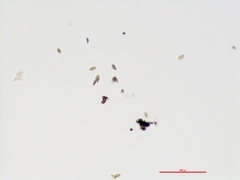 Annulohypoxylon atroroseum