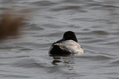 Aythya affinis