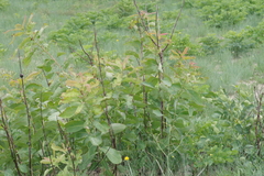 Terminalia brachystemma