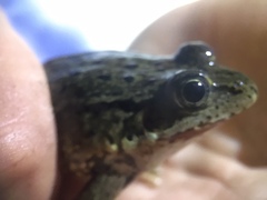Rana draytonii