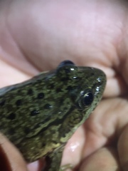 Rana draytonii