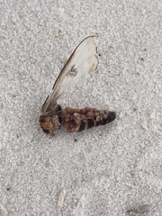 Hemileuca nevadensis