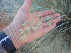 Helictotrichon sempervirens