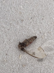 Hemileuca nevadensis