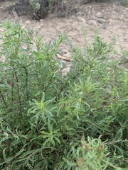 Ericameria suffruticosa