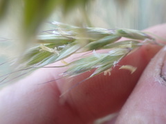 Helictotrichon sempervirens