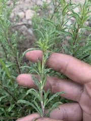 Ericameria suffruticosa