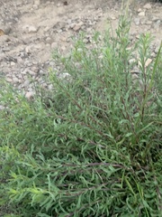 Ericameria suffruticosa