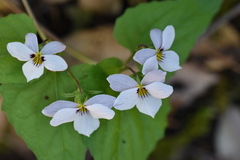 Viola ocellata