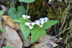 Viola ocellata