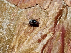 Australophyra rostrata