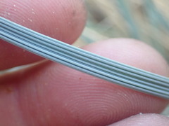 Helictotrichon sempervirens