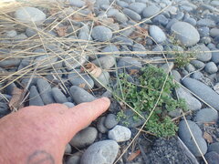 Helictotrichon sempervirens