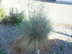Helictotrichon sempervirens
