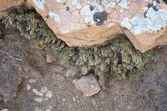 Selaginella sanguinolenta
