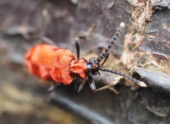 Lemodes coccinea