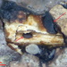 Bloxamia truncata - Photo (c) Igor Khomenko, algunos derechos reservados (CC BY-NC), subido por Igor Khomenko