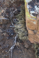 Selaginella sanguinolenta