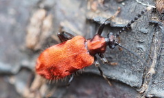 Lemodes coccinea