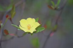 Hibbertia obtusifolia