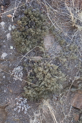 Selaginella sanguinolenta