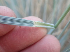 Helictotrichon sempervirens