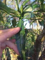 Tabernaemontana catharinensis