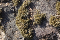 Selaginella sanguinolenta