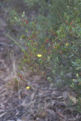 Hibbertia obtusifolia