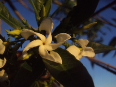 Tabernaemontana catharinensis