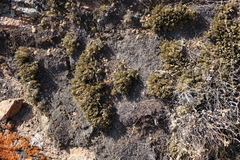 Selaginella sanguinolenta