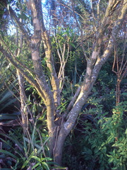 Tabernaemontana catharinensis