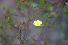 Hibbertia obtusifolia