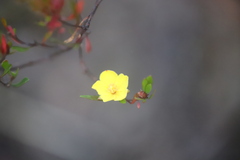 Hibbertia obtusifolia