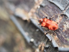 Lemodes coccinea