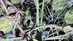 Didugua argentilinea